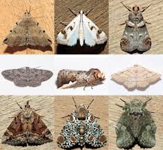 Attēlu rezultāti vaicājumam “Zanclognatha tarsipennalis”