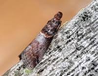 Attēlu rezultāti vaicājumam “Acrobasis advenella”