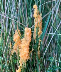 Attēlu rezultāti vaicājumam “Didymium spongiosum spores”