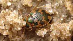 Attēlu rezultāti vaicājumam “Omophron limbatum”