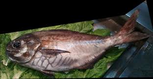 Image result for Schedophilus ovalis