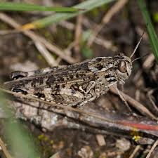 Attēlu rezultāti vaicājumam “Entomophaga grylli”