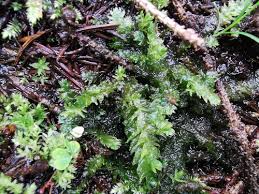 Attēlu rezultāti vaicājumam “Plagiothecium latebricola”