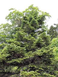 Attēlu rezultāti vaicājumam “Abies mariesii”