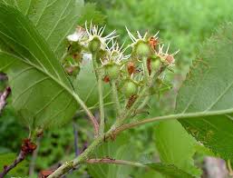 Attēlu rezultāti vaicājumam “Crataegus submollis”