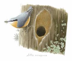 Attēlu rezultāti vaicājumam “Sitta europaea nest”