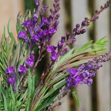 Image result for Linaria purpurea