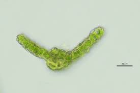 Attēlu rezultāti vaicājumam “Gymnostomum calcareum”