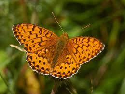 Attēlu rezultāti vaicājumam “Argynnis aglaja underside”