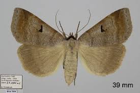 Attēlu rezultāti vaicājumam “Lygephila pastinum”