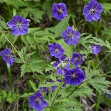 Attēlu rezultāti vaicājumam “Geranium bohemicum”