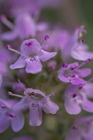 Attēlu rezultāti vaicājumam “Thymus pulegioides flower”