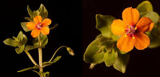 Attēlu rezultāti vaicājumam “Anagallis arvensis flower”
