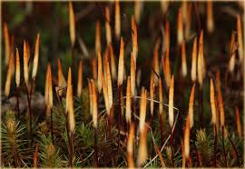 Attēlu rezultāti vaicājumam “Polytrichum juniperinum sporophyte”