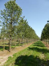 Image result for Pinus cembra