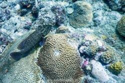 Image result for Cephalopholis cruentata