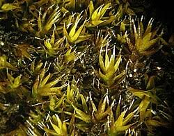 Attēlu rezultāti vaicājumam “Grimmia muehlenbeckii sporophyte”