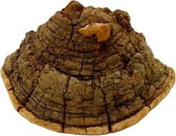 Attēlu rezultāti vaicājumam “Phellinus”