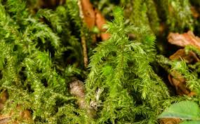 Attēlu rezultāti vaicājumam “Pleurozium schreberi sporophyte”
