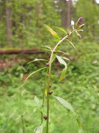 Attēlu rezultāti vaicājumam “Cardamine bulbifera leaf”