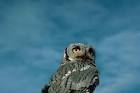 Western screech owl bird - via Daymix