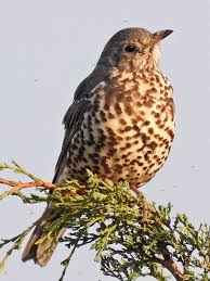 Attēlu rezultāti vaicājumam “Turdus viscivorus”