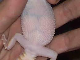 Image result for gravidity leopard gecko