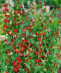 Image result for chenopodium foliosum