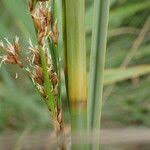 Attēlu rezultāti vaicājumam “Cladium mariscus fruit”