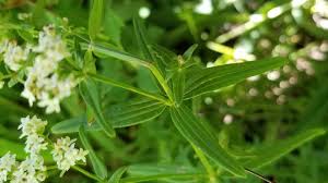 Attēlu rezultāti vaicājumam “Galium aparine leaf”