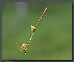 Attēlu rezultāti vaicājumam “Carex globularis”