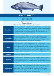 Image result for Argyrosomus inodorus