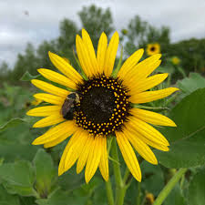 Attēlu rezultāti vaicājumam “Helianthus annuus”