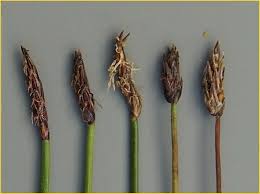 Attēlu rezultāti vaicājumam “Eleocharis uniglumis fruit”