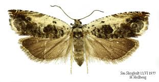 Attēlu rezultāti vaicājumam “Ancylis laetana”