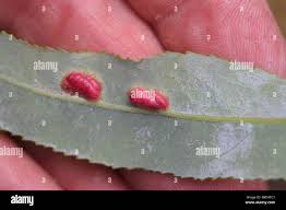 Attēlu rezultāti vaicājumam “Pontania proxima”