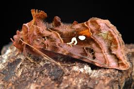 Attēlu rezultāti vaicājumam “Autographa pulchrina”