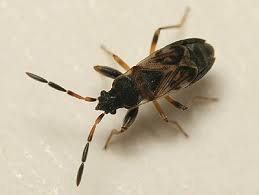 Attēlu rezultāti vaicājumam “Scolopostethus thomsoni”