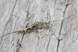 Attēlu rezultāti vaicājumam “Machilidae”