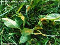 Attēlu rezultāti vaicājumam “Melampsora populnea”