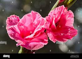 Attēlu rezultāti vaicājumam “Gladiolus imbricatus bud”