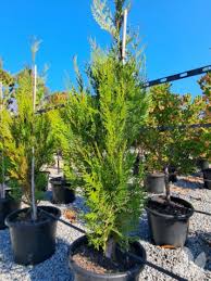 Attēlu rezultāti vaicājumam “Thuja plicata”