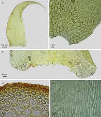 Attēlu rezultāti vaicājumam “Leskea polycarpa sporophyte”