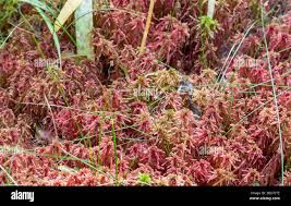 Attēlu rezultāti vaicājumam “Sphagnum warnstorfii”