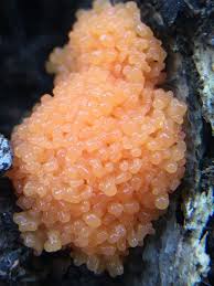 Attēlu rezultāti vaicājumam “Tubifera montana spores”