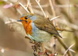 Attēlu rezultāti vaicājumam “Erithacus rubecula eggs”
