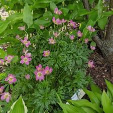 Attēlu rezultāti vaicājumam “Anemone sylvestris leaf”