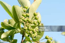 Attēlu rezultāti vaicājumam “Aronia melanocarpa bud”