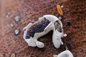 Attēlu rezultāti vaicājumam “Physarum gravidum spores”