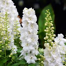 Image result for Consolida regalis